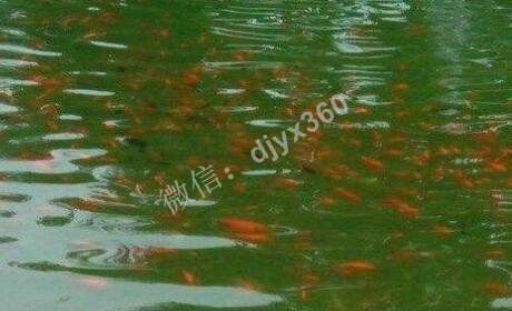 16鱼塘猪：大学生空手道8段无中生有13个月身份千万