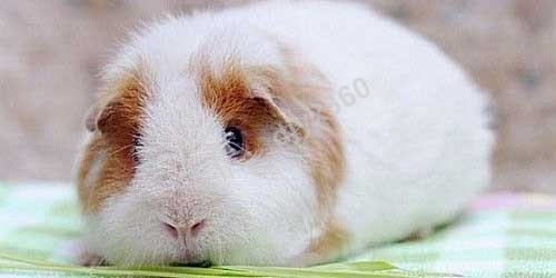 不可思议 8岁小孩写的宠物销售文案