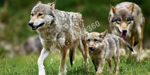 深度好文，怎样逼狼去吃草