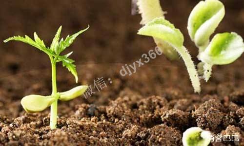 空手套白狼经典案例，生物肥料公司如何零成本开拓市场