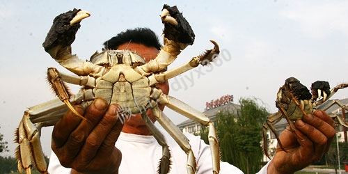 小小蟹农摇身变成拥有几十家蟹专卖店