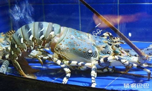 高端餐厅的生意经，价值666元的龙虾卖99元，不亏钱反而赚了1个亿