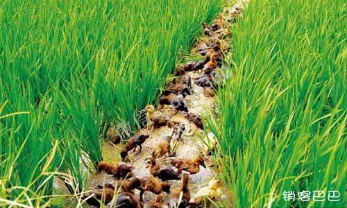 众筹案例分析，用鸭子作为鱼饵吸引用户，后端销售其它产品赚钱