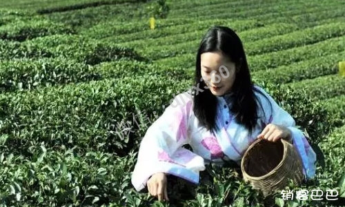 茶叶店怎么经营吸引人？普通黑茶叶卖2万元，一年轻松赚几百万