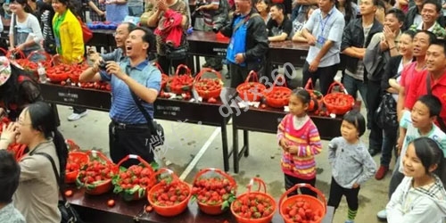 三天让滞销大棚草莓狂销至脱销的活动方案