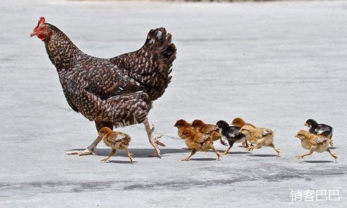 如何资源整合影响力商家，构建1+N模式，打造你的圈子影响力