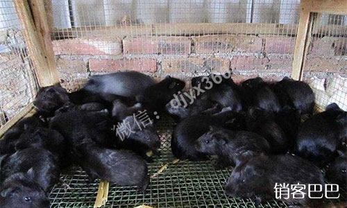 饭店冲卡营销模式，“充1000送5000”详细剖析，不建议新手去做