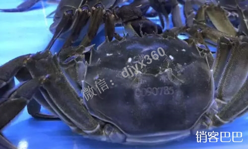 大闸蟹销售技巧，如何通过6折“预售卡”策略，完成整个经营系统闭环设计